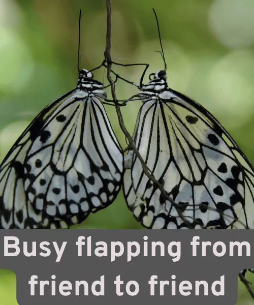 200+ Best Butterfly Puns That Make You Smile 7 Social Butterfly Puns