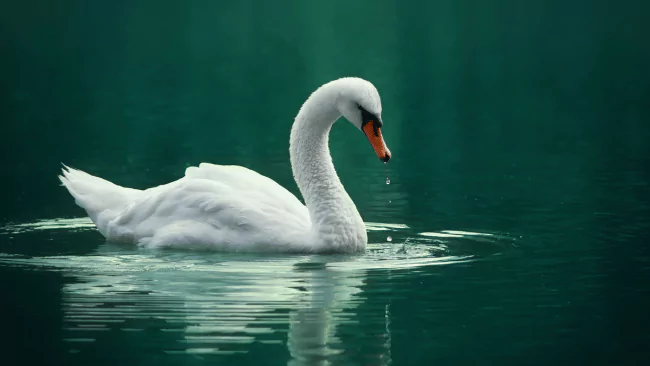 133 Swan Puns That will Quack You Up with Laughter 1 Swan Puns