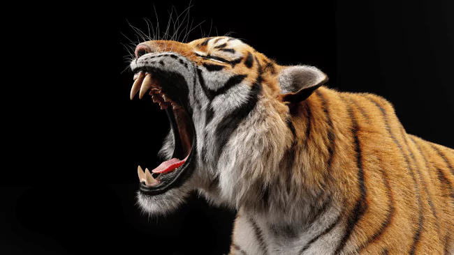 166 Best Tiger Puns for Instagram Birthdays and More 1 Tiger Puns