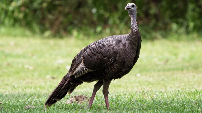 152 Turkey Puns to Make You Gobble with Laughter 1 Turkey Puns