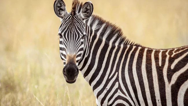 Zebra Puns