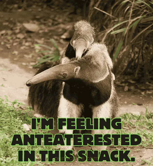 122 Anteater Puns That Will Stick Out Their Tongue at You 2 Best Anteater Puns