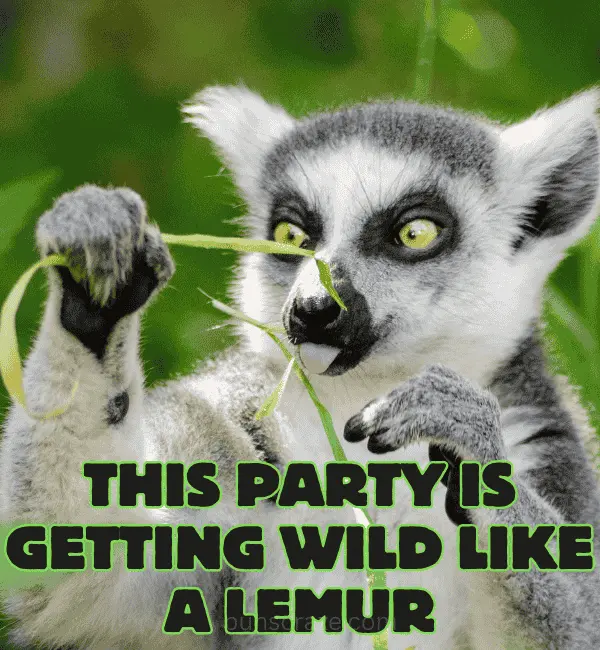 121 Lemur Puns That Are Wildly Funny Cute and Clever 2 Best Lemur Puns