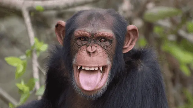 122 Chimpanzee Puns That will Go Bananas With Laughter 1 Chimpanzee Puns