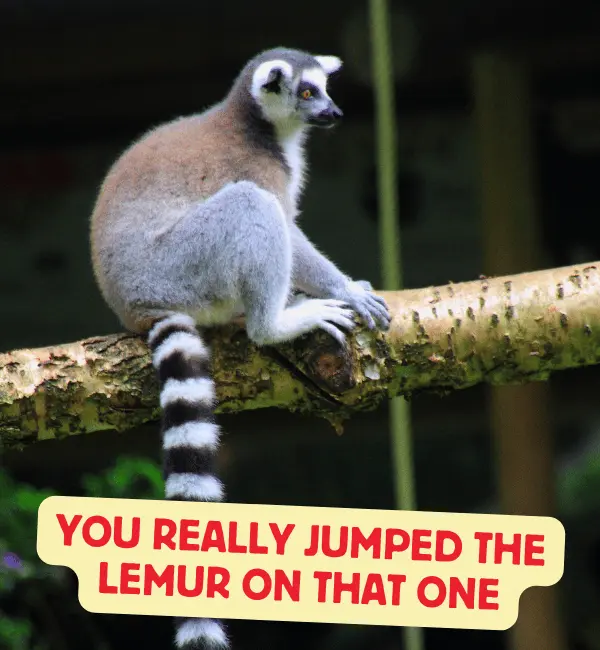 121 Lemur Puns That Are Wildly Funny Cute and Clever 3 Funny Lemur Puns