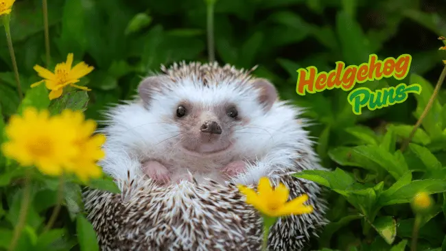 208 Best Hedgehog Puns That will Prickle Your Funny Bone 1 Hedgehog Puns