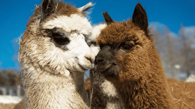 Alpaca Puns
