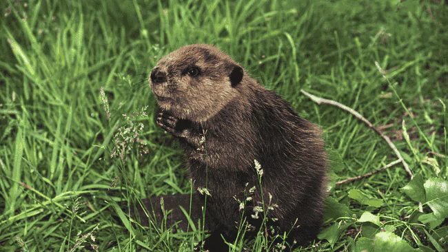 Beaver Puns