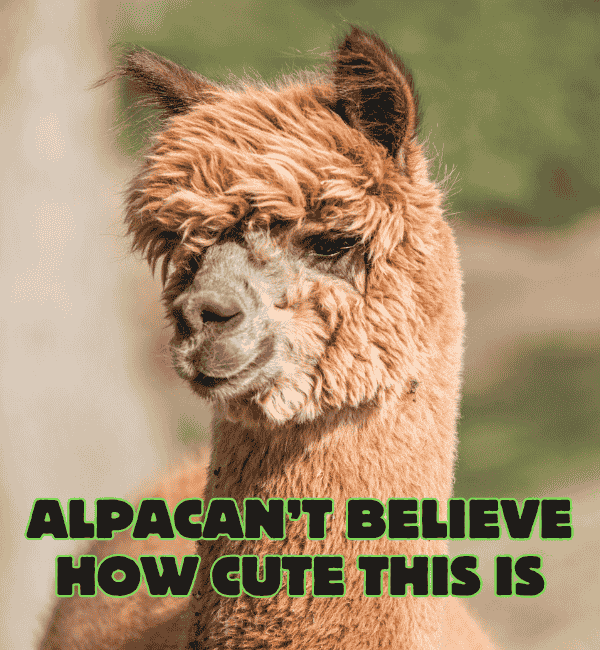 163 Best Alpaca Puns That Will Make You Smile 2 Best Alpaca Puns