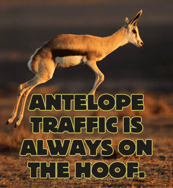 116 Antelope Puns That Will Make You Laugh Hard 2 Best Antelope Puns