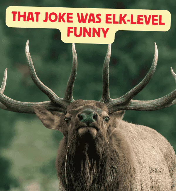 Best Elk Puns