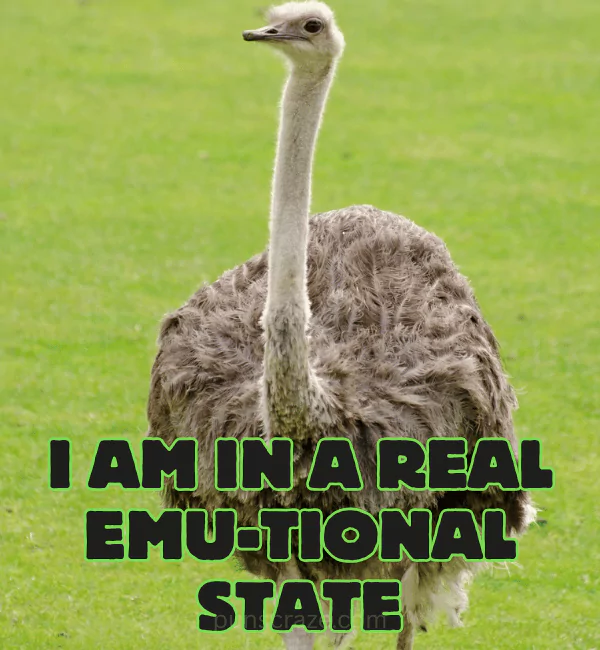 182 Emu Puns That will Make You Spit-Feathers Laughing 2 Best Emu Puns