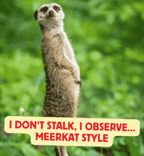 145 Best Meerkat Puns to Stay Cool and Keep Laughing 2 Best Meerkat Puns