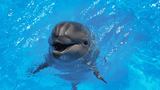 173 Dolphin Puns That Will Have You Flippin Laughing 1 Dolphin Puns