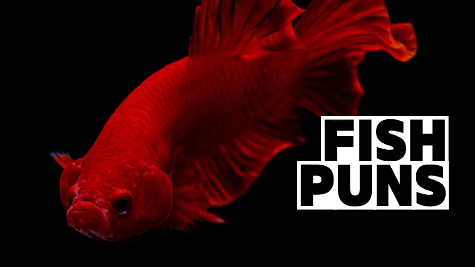200+ Fish Puns That Are Reel-y Hilarious and Fin-tastic 1 Fish Puns