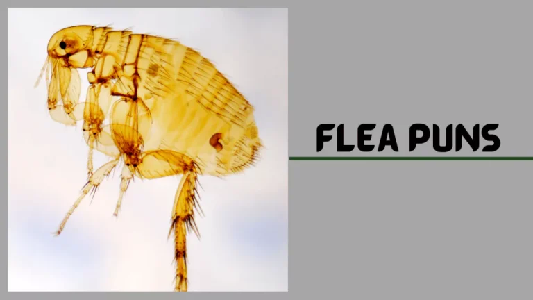 Flea Puns