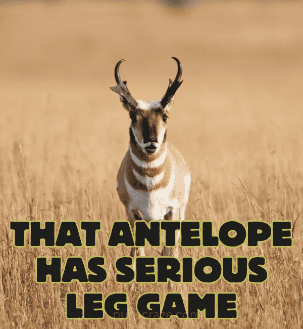 116 Antelope Puns That Will Make You Laugh Hard 3 Funny Antelope Puns