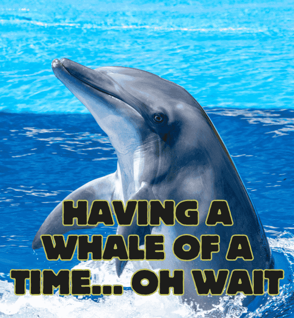 173 Dolphin Puns That Will Have You Flippin Laughing 3 Funny Dolphin Puns