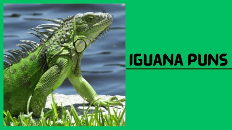 Iguana Puns