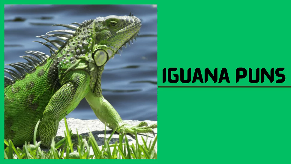 144 Iguana Puns for Captions Jokes and Reptile Giggles 1 Iguana Puns