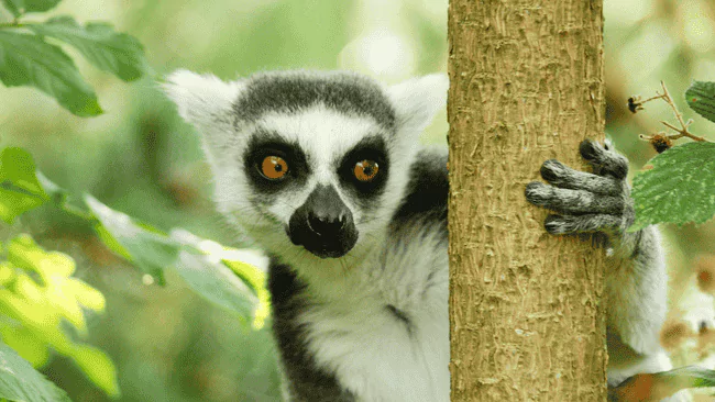 Lemur Puns