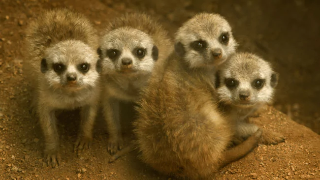 Meerkat Puns
