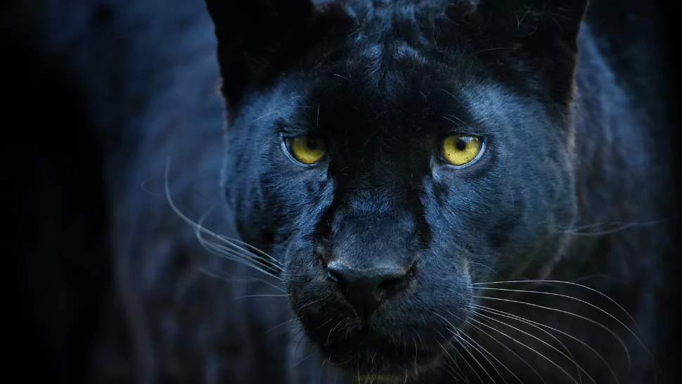 165 Panther Puns That will Make You Roar with Laughter 1 Panther Puns
