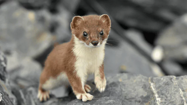 101 Best Weasel Puns That Will Make You Laugh Hard 1 Weasel Puns