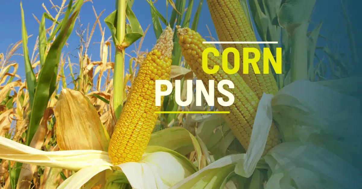 138 Best Corn Puns That Are A-Maize-ingly Funny 1 Corn Puns
