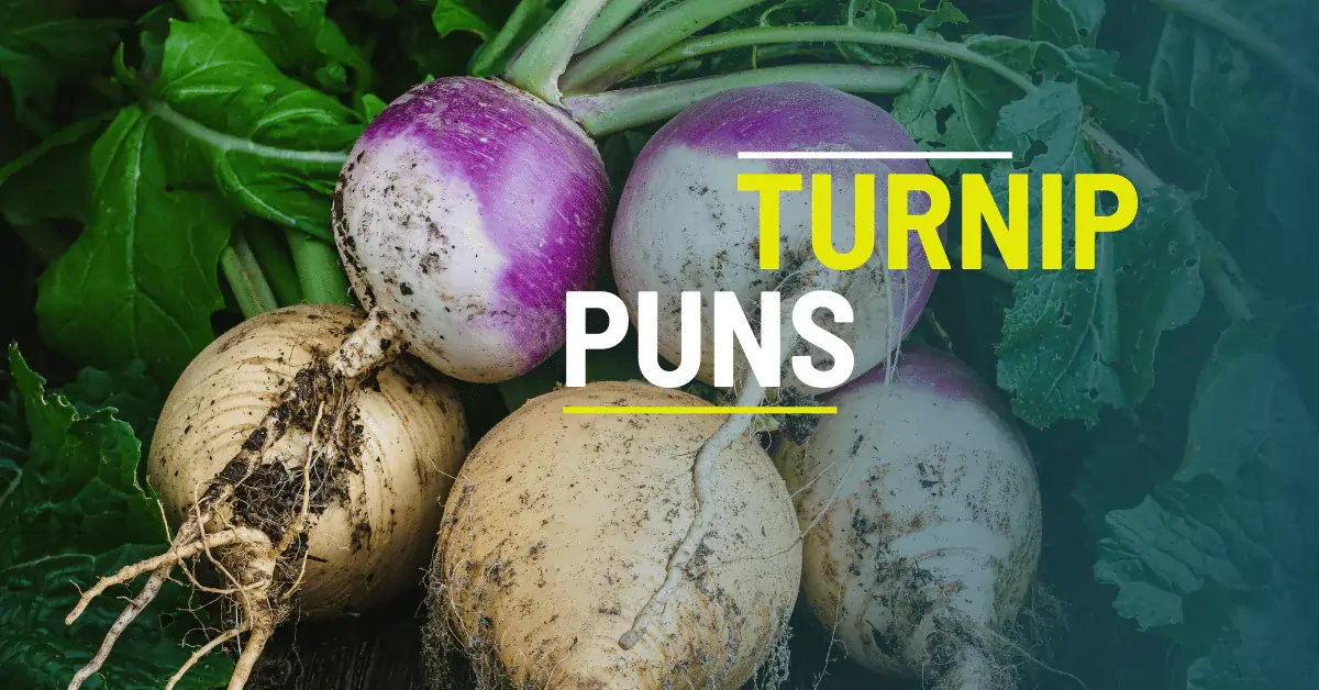 70 Turnip Puns That will Make You Laugh Snort & Cry 1 Turnip Puns
