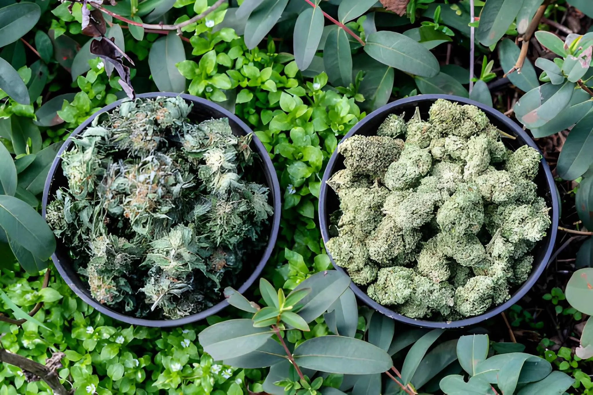 A Beginner's Guide to Understanding Cannabis Strain Differences 1 A Beginner's Guide to Understanding Cannabis Strain Differences