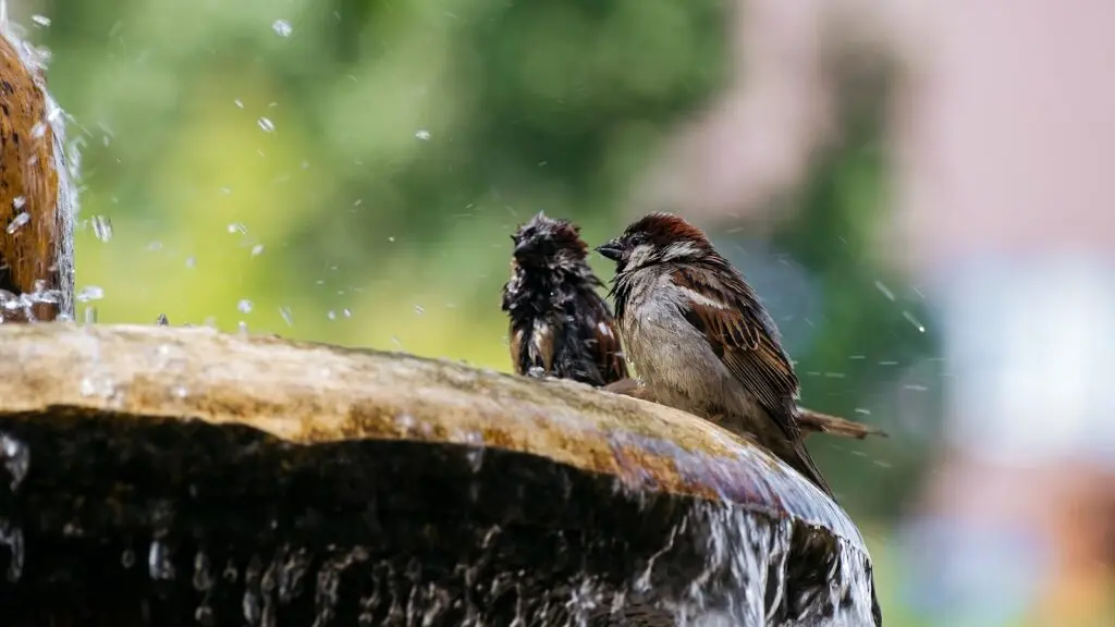 The Perfect Gift for Bird Lovers The Eco Magic of a Solar Powered Bird Bath Fountain 2