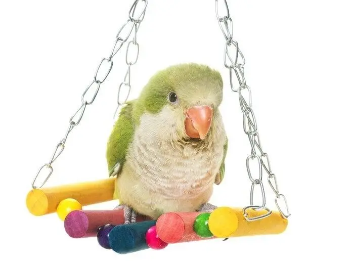 Which Are the Safest Parrot Toys to Buy for Your Feathered Friend 2 Which Are the Safest Parrot Toys to Buy for Your Feathered Friend 3