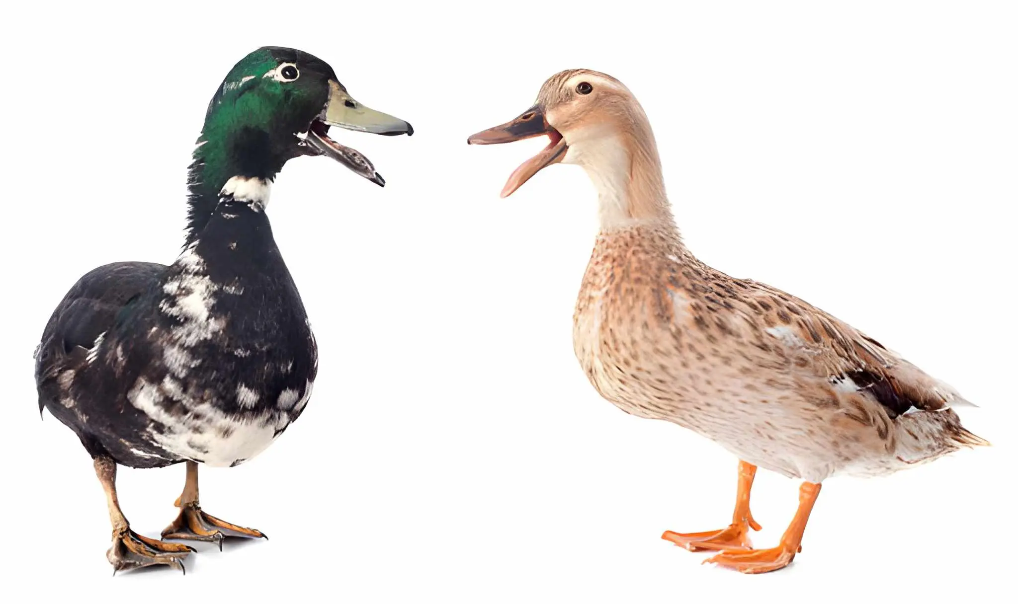 What Are the Best Bird Puns That Include Ducks