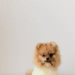 Your Pet’s New Favorite Spot