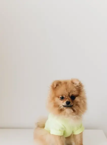 Your Pet’s New Favorite Spot